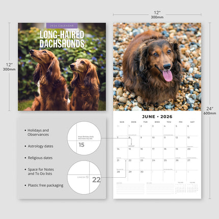 Long Haired Dachshunds 2026 Premium Square Wall Calendar