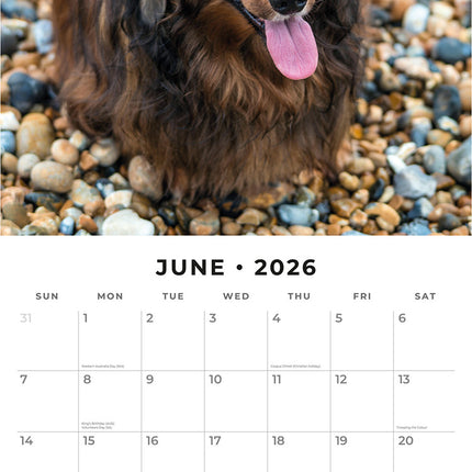 Long Haired Dachshunds 2026 Premium Square Wall Calendar