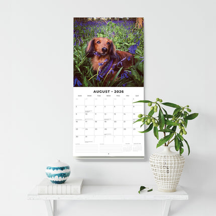 Long Haired Dachshunds 2026 Premium Square Wall Calendar