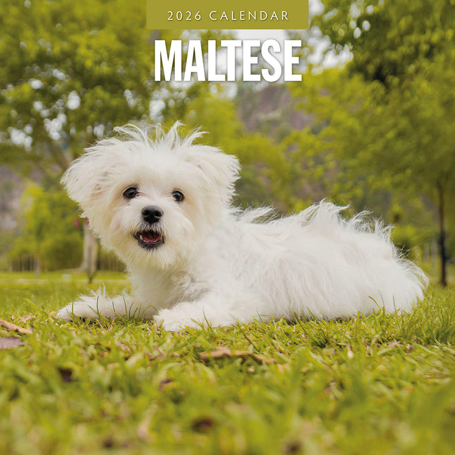 Maltese 2026 Premium Square Wall Calendar