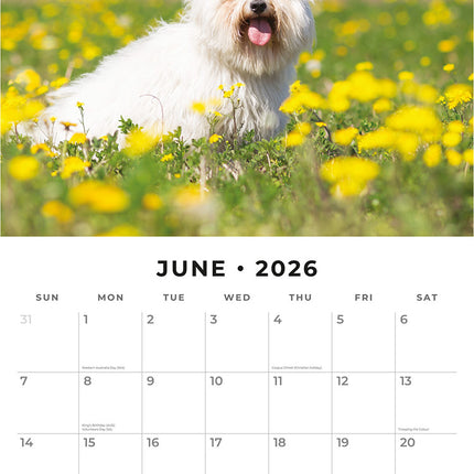 Maltese 2026 Premium Square Wall Calendar
