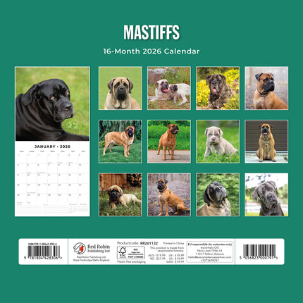 Mastiffs 2026 Premium Square Wall Calendar