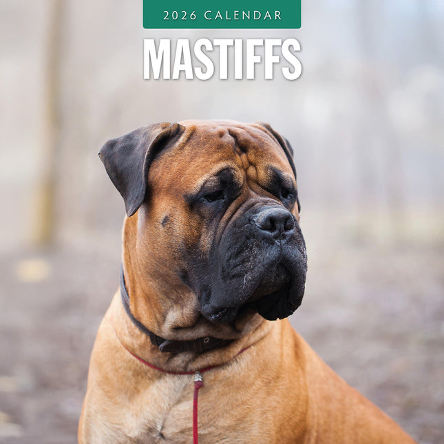 Mastiffs 2026 Premium Square Wall Calendar