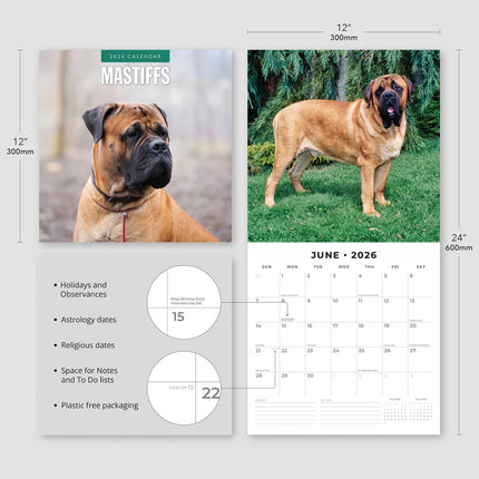 Mastiffs 2026 Premium Square Wall Calendar