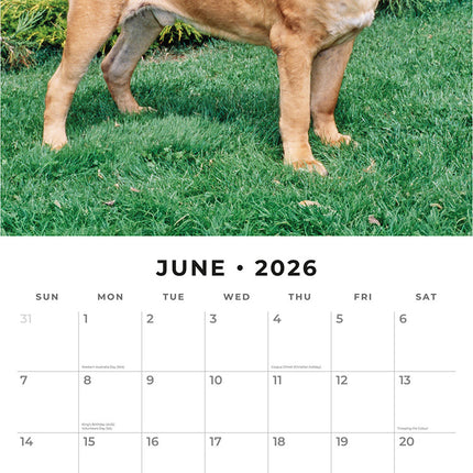 Mastiffs 2026 Premium Square Wall Calendar