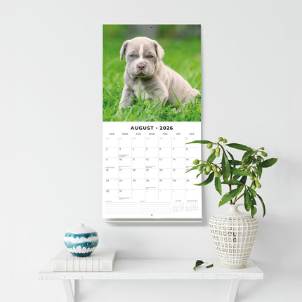 Mastiffs 2026 Premium Square Wall Calendar