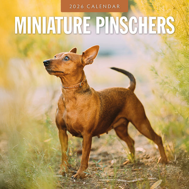 Miniature Pinschers 2026 Premium Square Wall Calendar