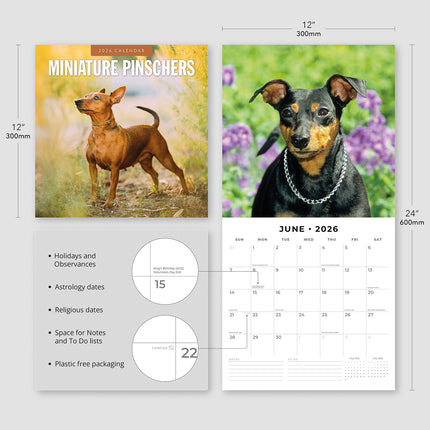 Miniature Pinschers 2026 Premium Square Wall Calendar
