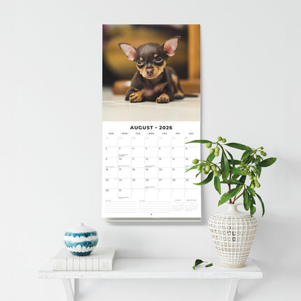Miniature Pinschers 2026 Premium Square Wall Calendar