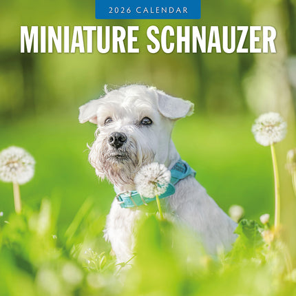 Miniature Schnauzer  2026 Premium Square Wall Calendar