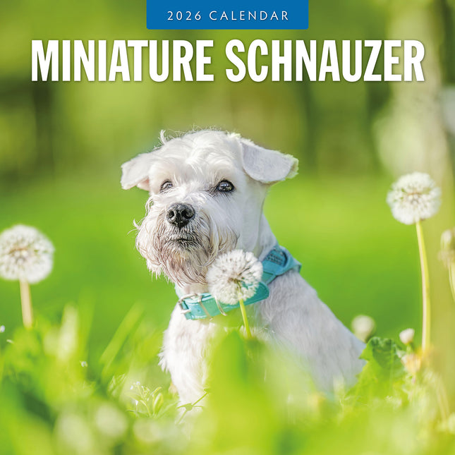 Miniature Schnauzer  2026 Premium Square Wall Calendar