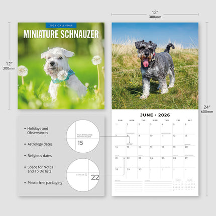 Miniature Schnauzer  2026 Premium Square Wall Calendar