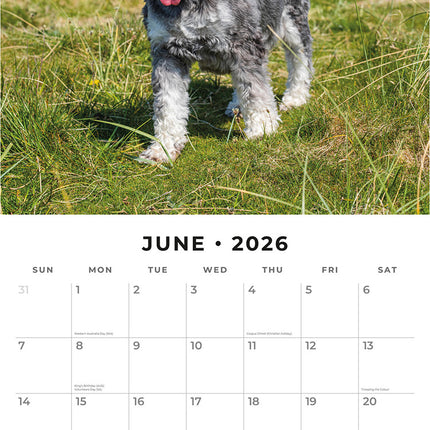 Miniature Schnauzer  2026 Premium Square Wall Calendar