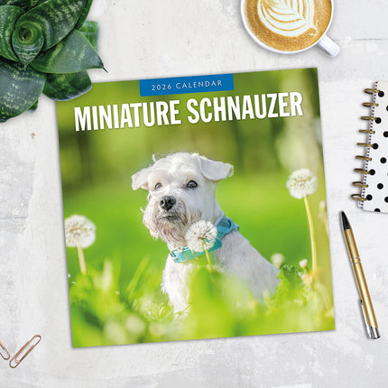 Miniature Schnauzer  2026 Premium Square Wall Calendar
