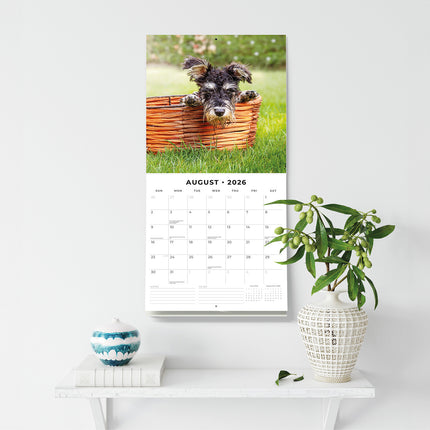 Miniature Schnauzer  2026 Premium Square Wall Calendar