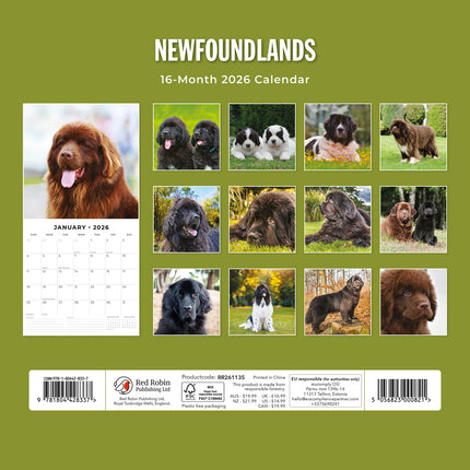 Newfoundlands 2026 Premium Square Wall Calendar