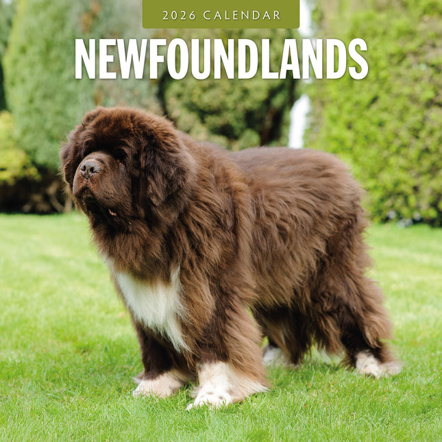 Newfoundlands 2026 Premium Square Wall Calendar