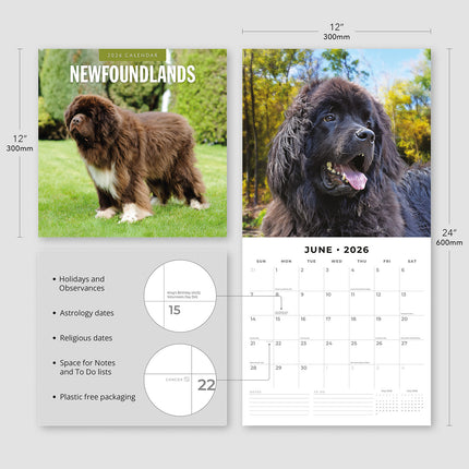 Newfoundlands 2026 Premium Square Wall Calendar