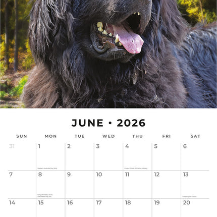 Newfoundlands 2026 Premium Square Wall Calendar