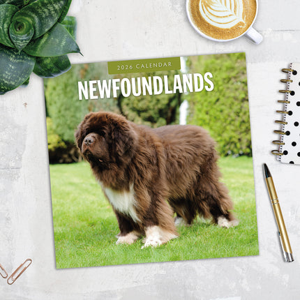Newfoundlands 2026 Premium Square Wall Calendar