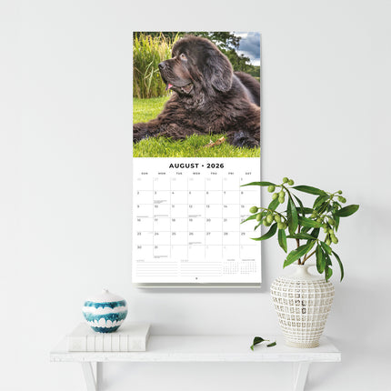 Newfoundlands 2026 Premium Square Wall Calendar
