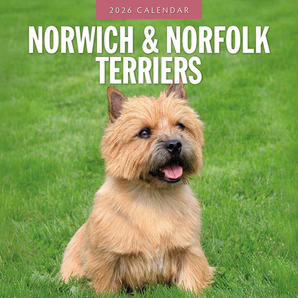 Norwich And Norfolk Terriers 2026 Premium Square Wall Calendar