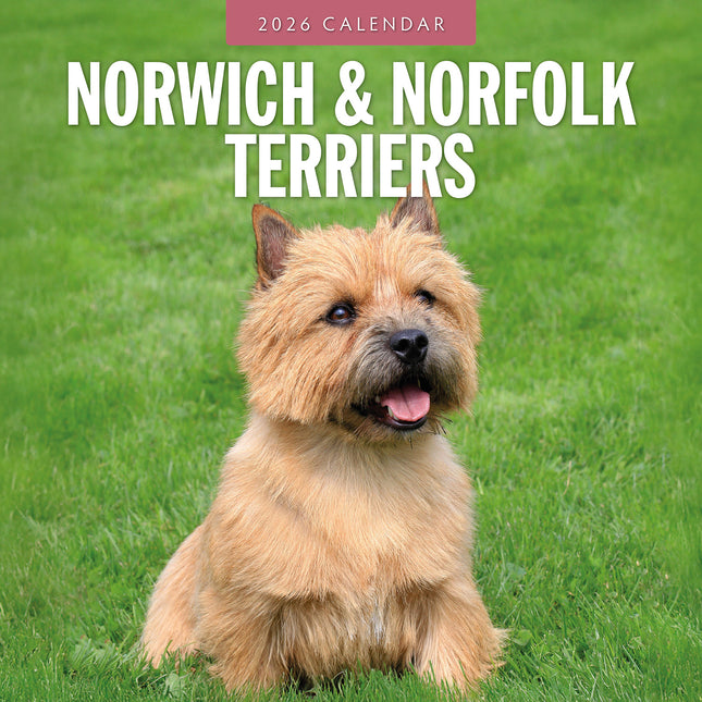 Norwich And Norfolk Terriers 2026 Premium Square Wall Calendar