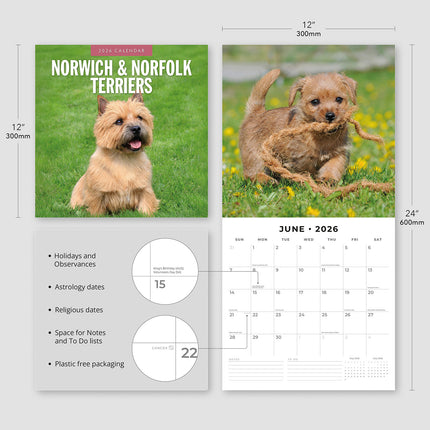 Norwich And Norfolk Terriers 2026 Premium Square Wall Calendar
