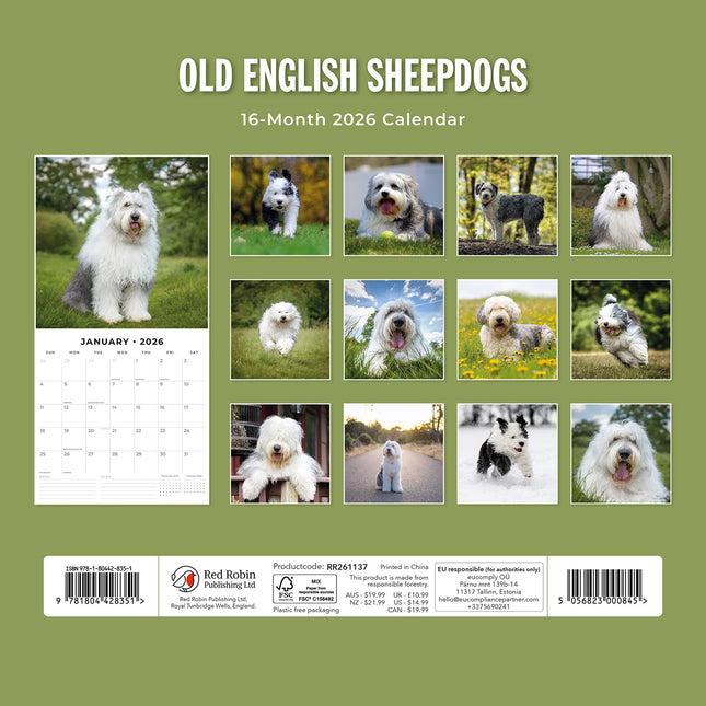 Old English Sheepdogs 2026 Premium Square Wall Calendar