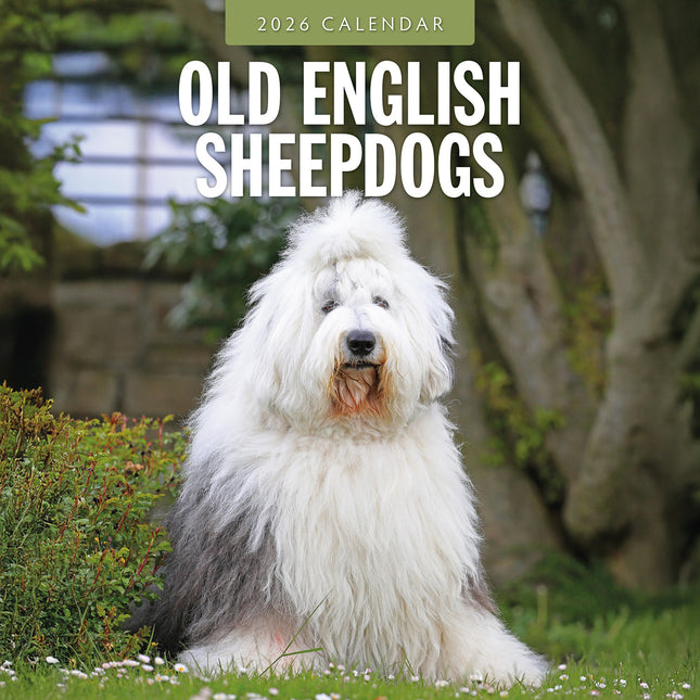Old English Sheepdogs 2026 Premium Square Wall Calendar