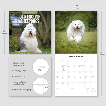 Old English Sheepdogs 2026 Premium Square Wall Calendar
