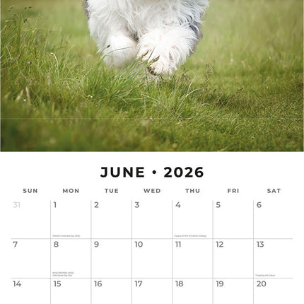 Old English Sheepdogs 2026 Premium Square Wall Calendar