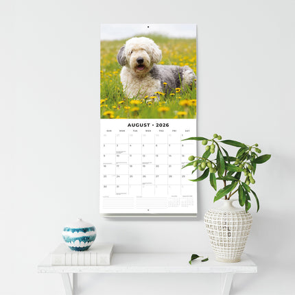 Old English Sheepdogs 2026 Premium Square Wall Calendar