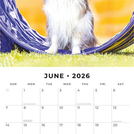 Papillions 2026 Premium Square Wall Calendar