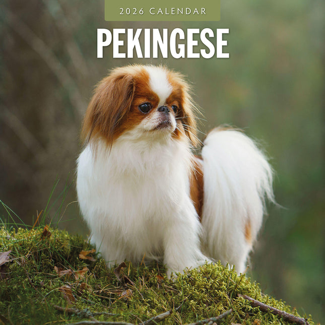 Pekingese 2026 Premium Square Wall Calendar