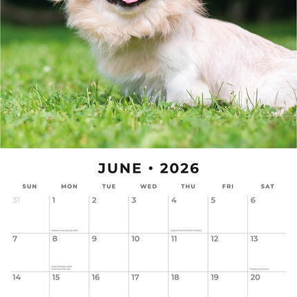 Pekingese 2026 Premium Square Wall Calendar