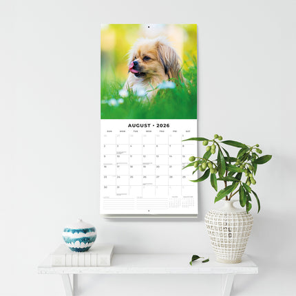 Pekingese 2026 Premium Square Wall Calendar