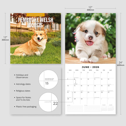 Pembroke Welsh Corgis 2026 Premium Square Wall Calendar