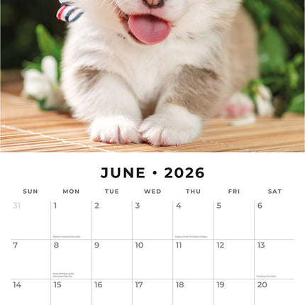 Pembroke Welsh Corgis 2026 Premium Square Wall Calendar