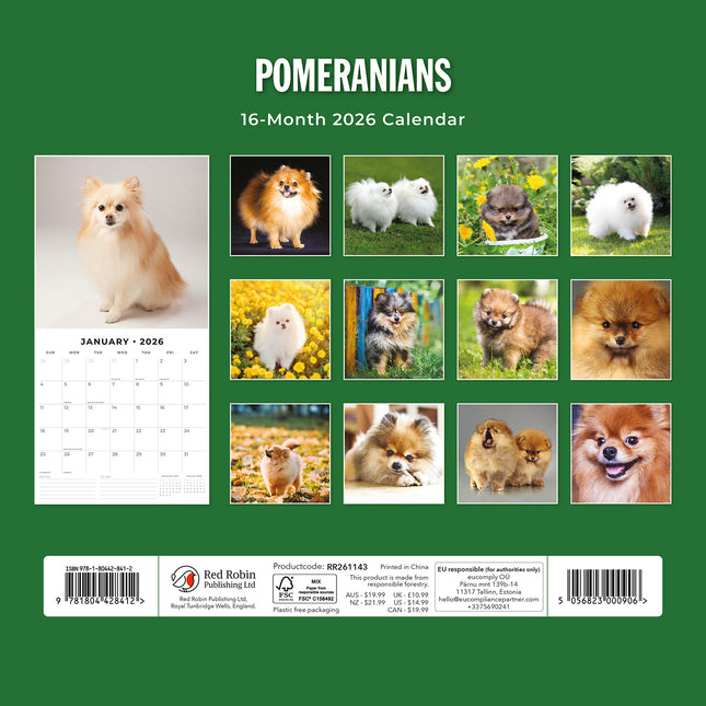 Pomeranians 2026 Premium Square Wall Calendar