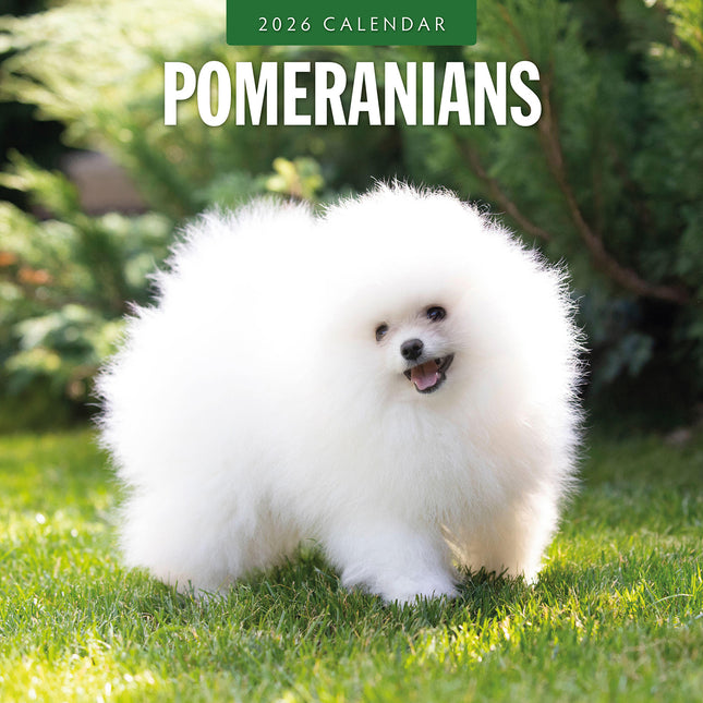 Pomeranians 2026 Premium Square Wall Calendar