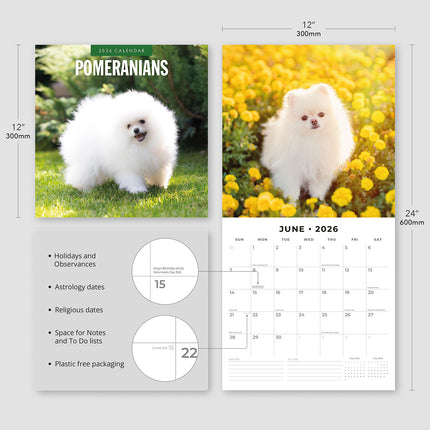 Pomeranians 2026 Premium Square Wall Calendar