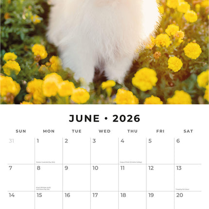 Pomeranians 2026 Premium Square Wall Calendar