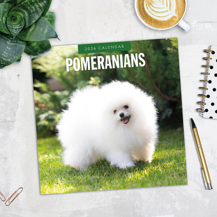 Pomeranians 2026 Premium Square Wall Calendar