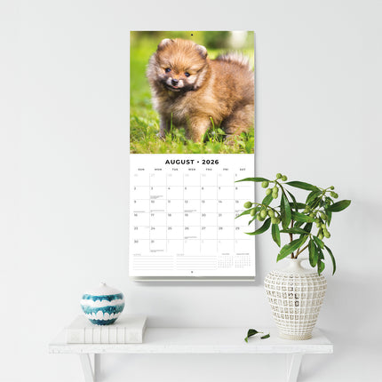 Pomeranians 2026 Premium Square Wall Calendar