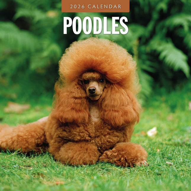 Poodles 2026 Premium Square Wall Calendar