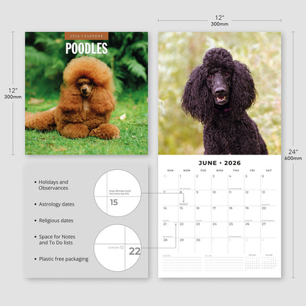 Poodles 2026 Premium Square Wall Calendar