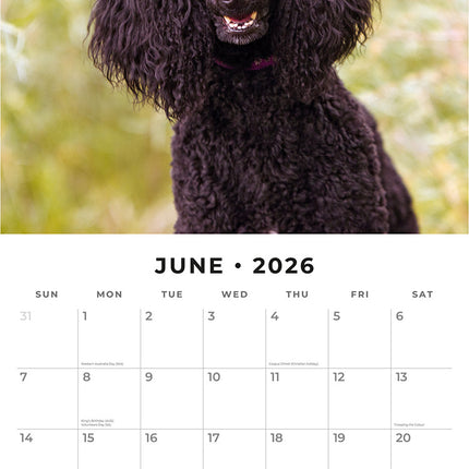 Poodles 2026 Premium Square Wall Calendar