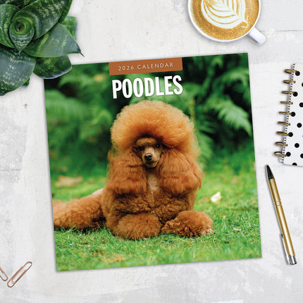 Poodles 2026 Premium Square Wall Calendar