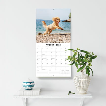 Poodles 2026 Premium Square Wall Calendar